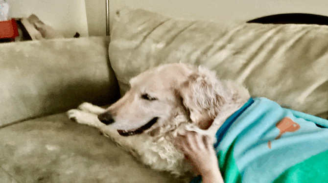 Dogy