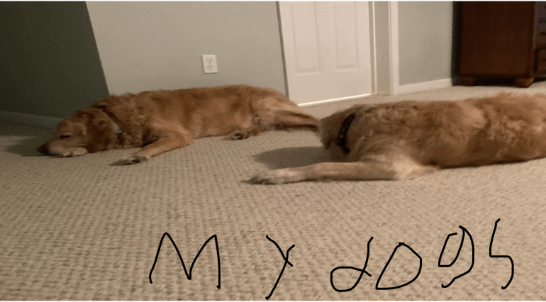 My dogs